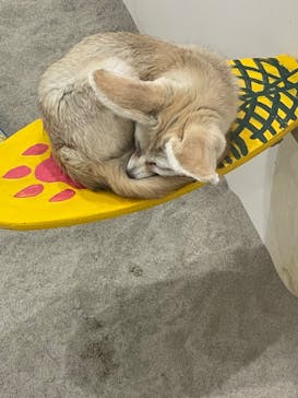 アニタッチみなとみらいに投稿された画像（2022/11/5）