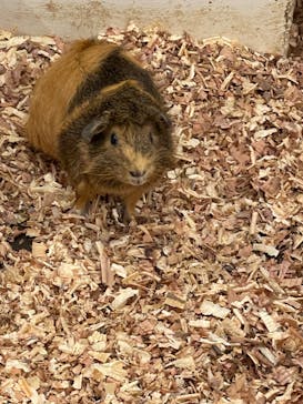 アニタッチみなとみらいに投稿された画像（2022/11/5）