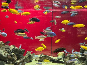 カワスイ 川崎⽔族館に投稿された画像（2022/11/5）