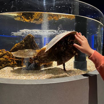 スマートアクアリウム静岡に投稿された画像（2022/11/5）