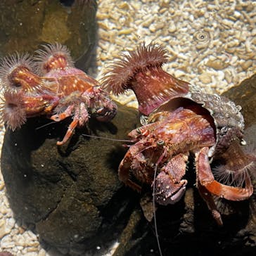 スマートアクアリウム静岡に投稿された画像（2022/11/5）