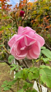 鳩山会館に投稿された画像（2022/11/5）