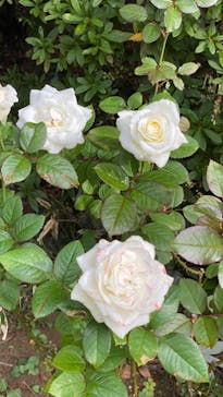 鳩山会館に投稿された画像（2022/11/5）