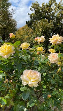 鳩山会館に投稿された画像（2022/11/5）