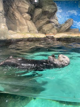 マリンワールド海の中道に投稿された画像（2022/11/5）