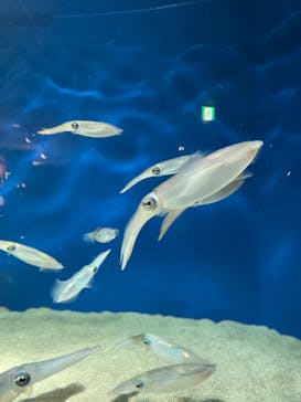 マリンワールド海の中道に投稿された画像（2022/11/5）