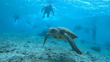 宮古島 ADVENTURE PiPi（ミヤコジマ アドベンチャー ピピ）に投稿された画像（2022/11/5）