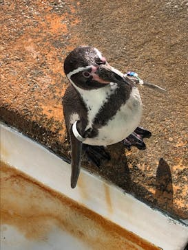 島根県立 しまね海洋館に投稿された画像（2022/11/5）