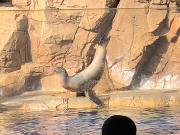 島根県立 しまね海洋館に投稿された画像（2022/11/5）