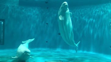 島根県立 しまね海洋館に投稿された画像（2022/11/5）