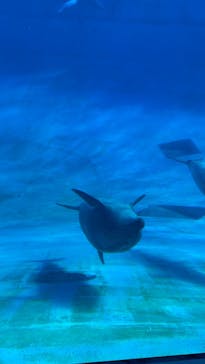 名古屋港水族館に投稿された画像（2022/11/5）
