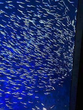 大分マリーンパレス水族館 「うみたまご」に投稿された画像（2022/11/5）