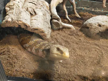 天王寺動物園に投稿された画像（2022/11/5）