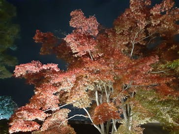 国営昭和記念公園 秋の夜散歩に投稿された画像（2022/11/5）