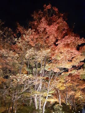 国営昭和記念公園 秋の夜散歩に投稿された画像（2022/11/5）