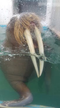 ゼロ距離水族館 伊勢シーパラダイスに投稿された画像（2022/11/5）