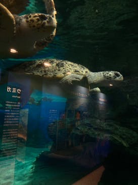 名古屋港水族館に投稿された画像（2022/11/5）