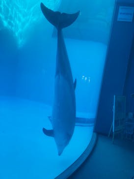 名古屋港水族館に投稿された画像（2022/11/5）