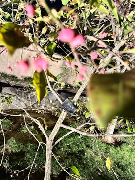 国営昭和記念公園 秋の夜散歩に投稿された画像（2022/11/5）