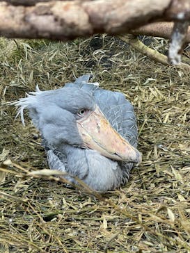 那須どうぶつ王国に投稿された画像（2022/11/5）