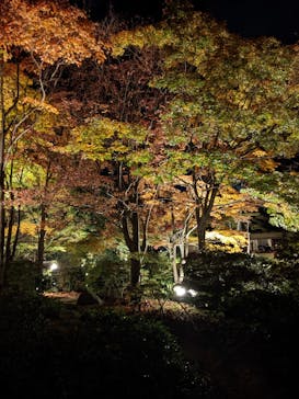 国営昭和記念公園 秋の夜散歩に投稿された画像（2022/11/5）