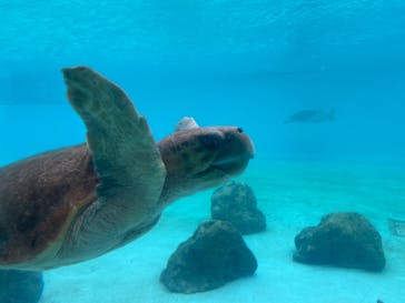 沖縄美ら海水族館に投稿された画像（2022/11/5）