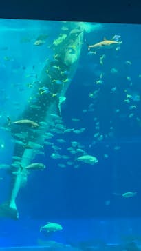 沖縄美ら海水族館に投稿された画像（2022/11/5）
