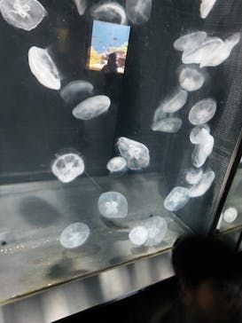 伊豆・三津シーパラダイスに投稿された画像（2022/11/5）