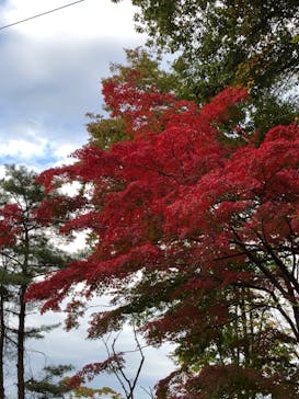 ムーミンバレーパークに投稿された画像（2022/11/6）