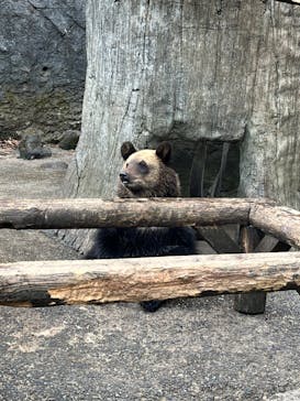 のぼりべつクマ牧場に投稿された画像（2022/11/6）