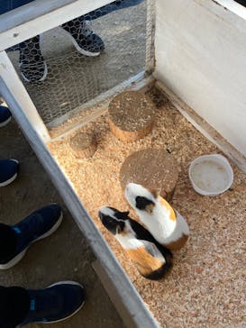 NESTA RESORT KOBE（ネスタリゾート神戸）に投稿された画像（2022/11/6）