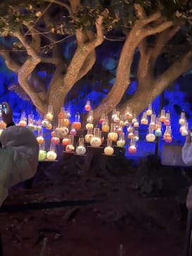 江の島シーキャンドルに投稿された画像（2022/11/6）