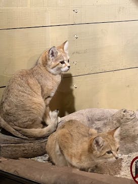 ネオパークオキナワに投稿された画像（2022/11/6）