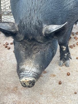 ビオスの丘に投稿された画像（2022/11/6）