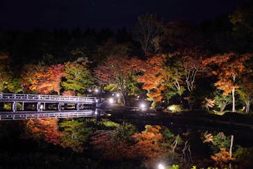 国営昭和記念公園 秋の夜散歩に投稿された画像（2022/11/6）