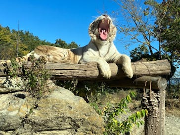 群馬サファリパークに投稿された画像（2022/11/6）