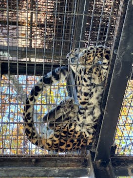 群馬サファリパークに投稿された画像（2022/11/6）