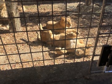 群馬サファリパークに投稿された画像（2022/11/6）