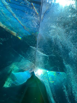 環境水族館アクアマリンふくしまに投稿された画像（2022/11/6）