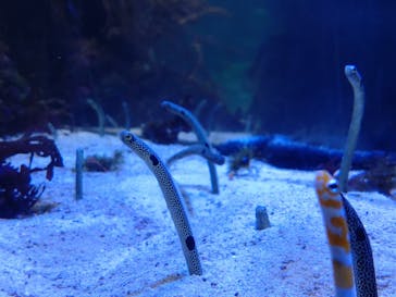 名古屋港水族館に投稿された画像（2022/11/6）