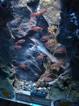 名古屋港水族館に投稿された画像（2022/11/6）