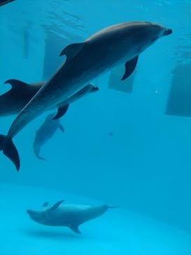 名古屋港水族館に投稿された画像（2022/11/6）