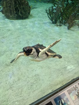 鴨川シーワールドに投稿された画像（2022/11/6）