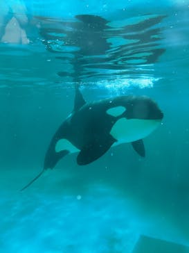 鴨川シーワールドに投稿された画像（2022/11/6）