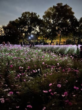 チームラボ ボタニカルガーデン 大阪に投稿された画像（2022/11/6）