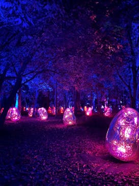 チームラボ ボタニカルガーデン 大阪に投稿された画像（2022/11/6）