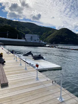 うみたま体験パーク 「つくみイルカ島」に投稿された画像（2022/11/6）