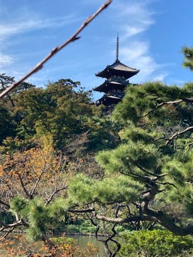 三溪園に投稿された画像（2022/11/6）