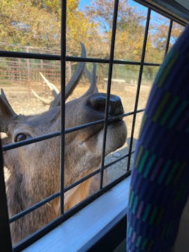 那須サファリパークに投稿された画像（2022/11/6）