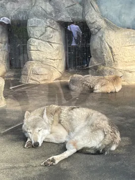天王寺動物園に投稿された画像（2022/11/6）